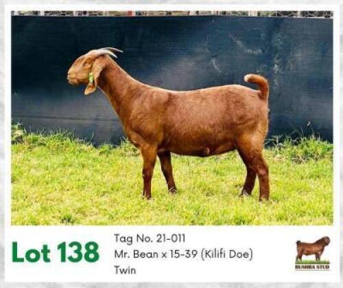 1 x KALAHARI RED EWE