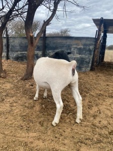 1 x BLACK HEAD DORPER EWE