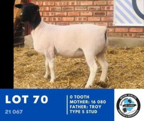 1 x BLACK HEAD DORPER EWE