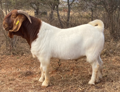 ONTTREK - 1X FLOCK RAM BOERBOK ZUURFONTEIN