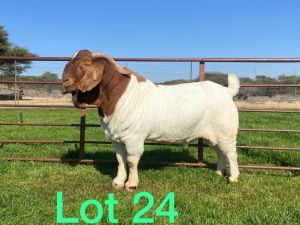 1X FLOCK RAM BOERBOK SCHOONHEID