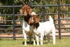 1+1X STUD OOI/EWE BOERBOK NICO BOTHA BOERBOKSTOET - 2