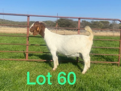 1X FLOCK OOI/EWE BOERBOK SCHOONHEID