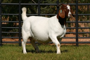 1X STUD OOI/EWE BOERBOK NICO BOTHA BOERBOKSTOET