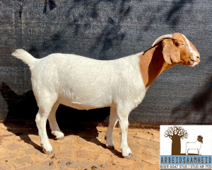 1X FLOCK OOI/EWE BOERBOK ARBEIDSAAMHEID