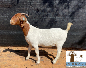 1X FLOCK OOI/EWE BOERBOK ARBEIDSAAMHEID