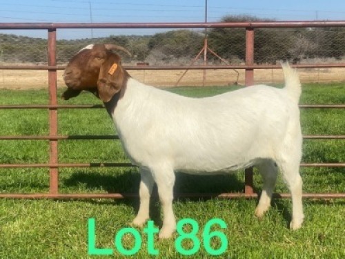 1X FLOCK OOI/EWE BOERBOK SCHOONHEID