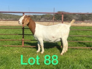 1X STOET OOI/EWE BOERBOK SCHOONHEID