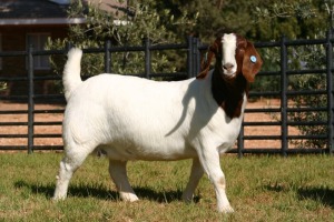 1X FLOCK OOI/EWE BOERBOK NICO BOTHA BOERBOKSTOET