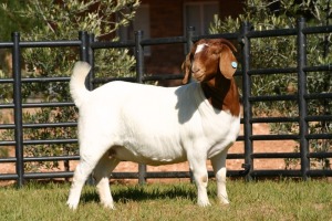 1X STUD OOI/EWE BOERBOK NICO BOTHA BOERBOKSTOET