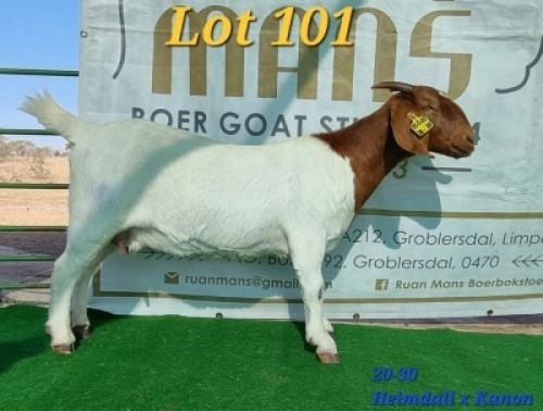 1X FLOCK OOI/EWE BOERBOK RUAN MANS