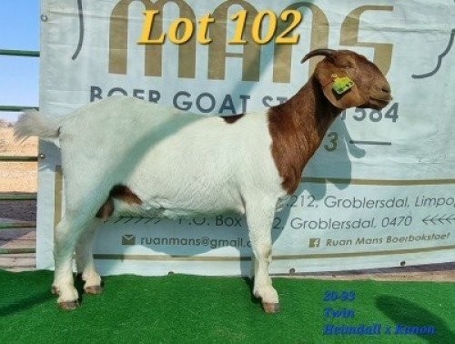 1X FLOCK OOI/EWE BOERBOK RUAN MANS