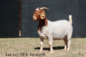 1X FLOCK OOI/EWE BOERBOK MILAMIEK BOERBOKSTOET