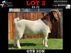 1X PS RAM BOERBOK SALMON VAN HUYSSTEEN BOER GOAT STUD