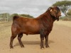 1X FLOCK RAM KALAHARI RED FIELIE DU TOIT