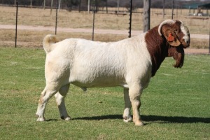 1X FLOCK RAM BOERBOK BOSLAND BOERDERY