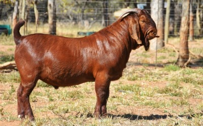 1X FLOCK RAM KALAHARI RED REDSTAG RANCH