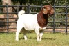 1X FLOCK RAM BOERBOK NICO BOTHA BOERBOKSTOET