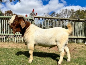 ONTTREK - 1X RAM BOERBOK SHEKINAH BOERBOKSTOET