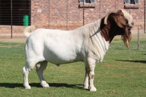 1X FLOCK RAM BOERBOK BOSLAND BOERDERY