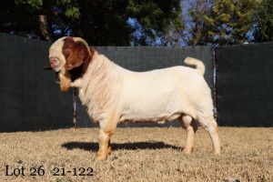 1X STUD RAM BOERBOK MILAMIEK BOERBOKSTOET