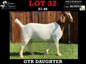 1X STUD OOI/EWE BOERBOK SALMON VAN HUYSSTEEN BOER GOAT STUD