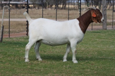 1X STUD OOI/EWE BOERBOK BOSLAND BOERDERY