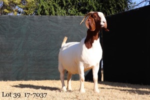 1X STUD OOI/EWE BOERBOK MILAMIEK BOERBOKSTOET