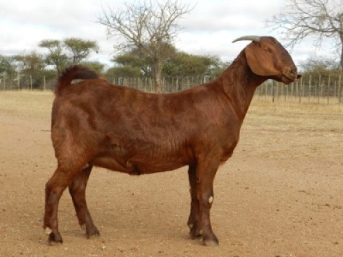 ONTTREK - 1X OOI/EWE KALAHARI RED FIELIE DU TOIT