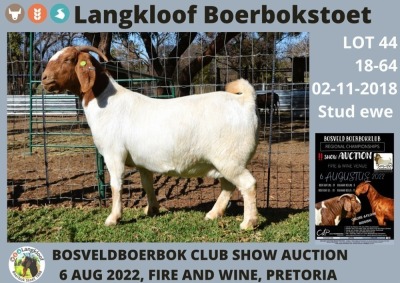 ONTTREK - 1X OOI/EWE BOERBOK LANGKLOOF BOERBOKSTOET