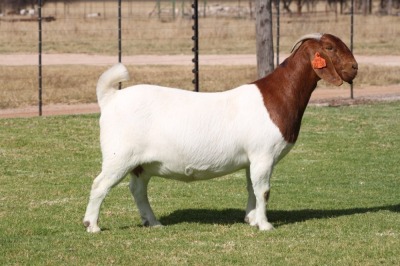 1X FLOCK OOI/EWE BOERBOK BOSLAND BOERDERY