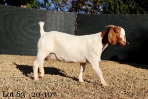 1X FLOCK OOI/EWE BOERBOK MILAMIEK BOERBOKSTOET