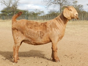 1X FLOCK OOI/EWE KALAHARI RED FIELIE DU TOIT