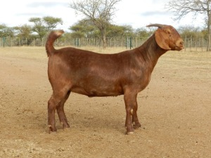 1X PS OOI/EWE KALAHARI RED FIELIE DU TOIT