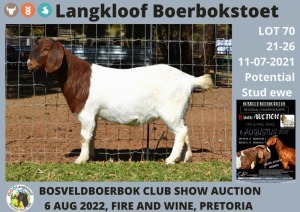 ONTTREK - 1X OOI/EWE BOERBOK LANGKLOOF BOERBOKSTOET