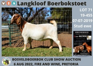 1X STUD OOI/EWE BOERBOK LANGKLOOF BOERBOKSTOET