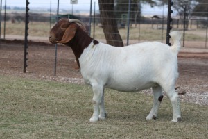 1X FLOCK OOI/EWE BOERBOK BOSLAND BOERDERY