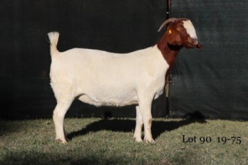 1X STUD OOI/EWE BOERBOK MILAMIEK BOERBOKSTOET