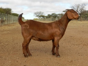 1X PS OOI/EWE KALAHARI RED FIELIE DU TOIT