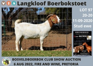 1X FLOCK OOI/EWE BOERBOK LANGKLOOF BOERBOKSTOET