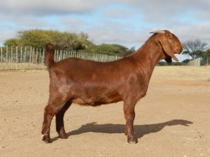 1X FLOCK OOI/EWE KALAHARI RED FIELIE DU TOIT