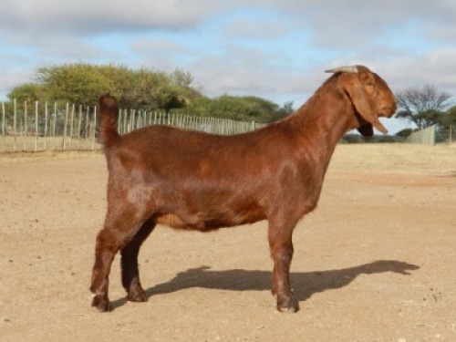 1X FLOCK OOI/EWE KALAHARI RED FIELIE DU TOIT