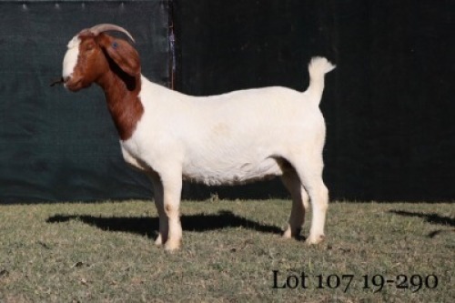 1X FLOCK OOI/EWE BOERBOK MILAMIEK BOERBOKSTOET