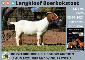 1X FLOCK OOI/EWE BOERBOK LANGKLOOF BOERBOKSTOET