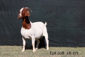 1X FLOCK OOI/EWE BOERBOK MILAMIEK BOERBOKSTOET