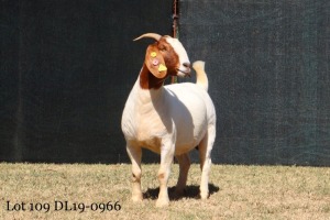 1X STUD OOI/EWE BOERBOK MILAMIEK BOERBOKSTOET