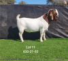 1X FLOCK RAM BOERBOK BOOYSEN BDY