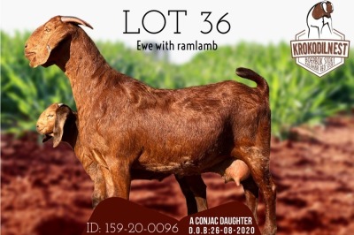 1+1X STUD OOI/EWE KALAHARI RED KROKODILNEST BOER GOAT & KALAHARI RED STUD