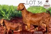 1+1X STUD OOI/EWE KALAHARI RED KROKODILNEST BOER GOAT & KALAHARI RED STUD - 2