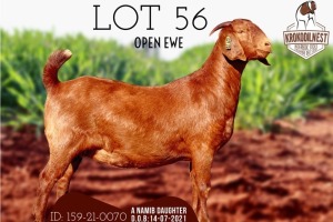 1X PS OOI/EWE KALAHARI RED KROKODILNEST BOER GOAT & KALAHARI RED STUD